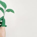 Environment - Person's Left Hand Holding Green Leaf Plant