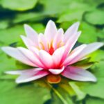 Meditation - Close-up Photography of Pink Lotus