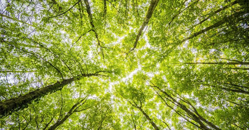 Environment - Worms Eyeview of Green Trees